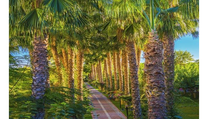 Hotel Gardenia Beach poza 20